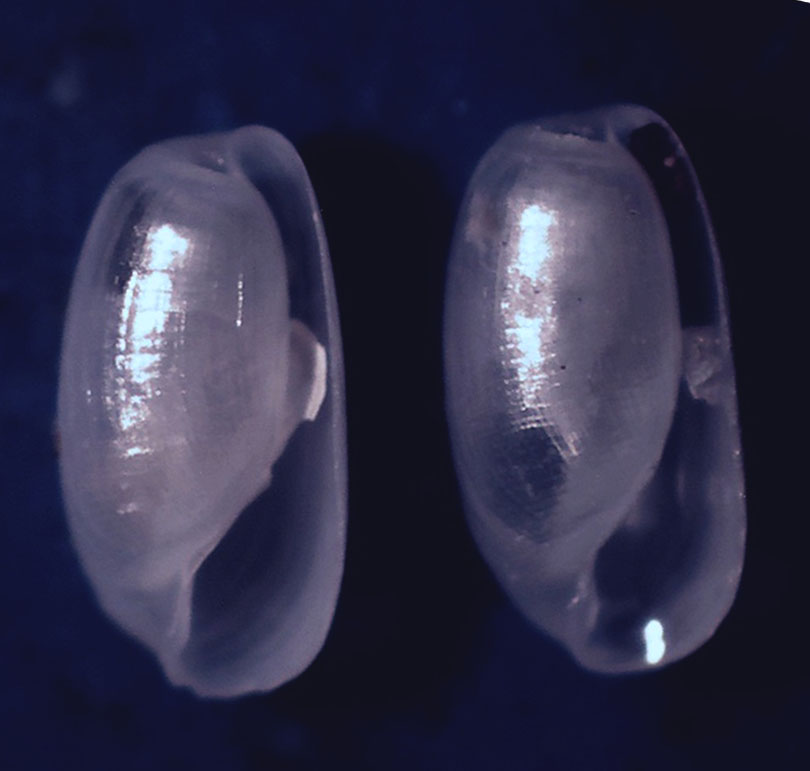 Haminoidae da identificare